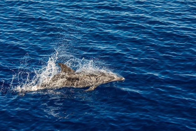 atlantic-striped-dolphins-near-azores-island-dolphin-ocean-waves_231208-6702.jpg