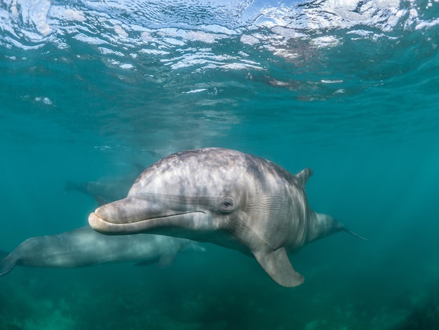 beautiful-shot-common-bottlenose-dolphin-living-his-best-life-sea_181624-26604.jpg