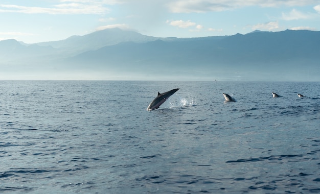 dolphins-pacific-ocean_1385-1779.jpg