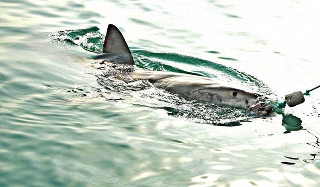 great-white-shark-breaching-sea-surface-catch-meat-lure-seal-decoy_181624-1367.jpg
