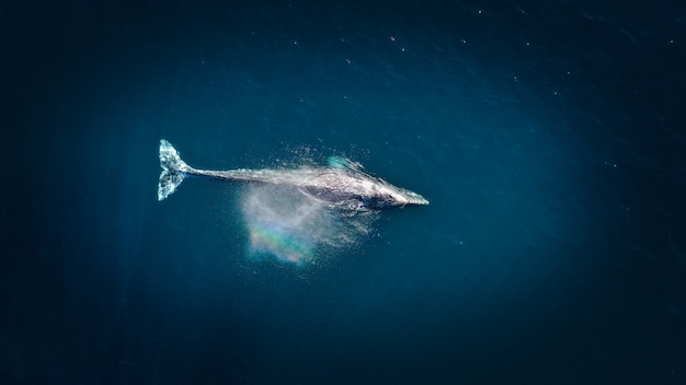 humpback-whale_181624-2020.jpg