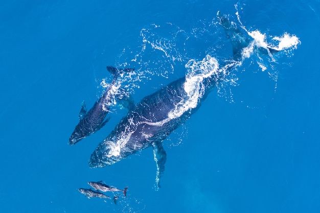 humpback-whales-off-coast-kapalua-hawaii_181624-36655.jpg
