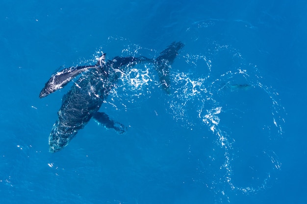 humpback-whales-photographed-from-with-aerial-drone-off-coast-kapalua-hawaii_181624-27541.jpg