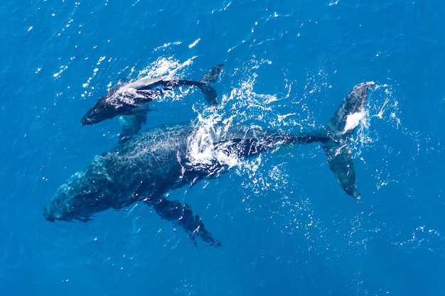 humpback-whales-photographed-from-with-aerial-drone-off-coast-kapalua-hawaii_181624-23308.jpg