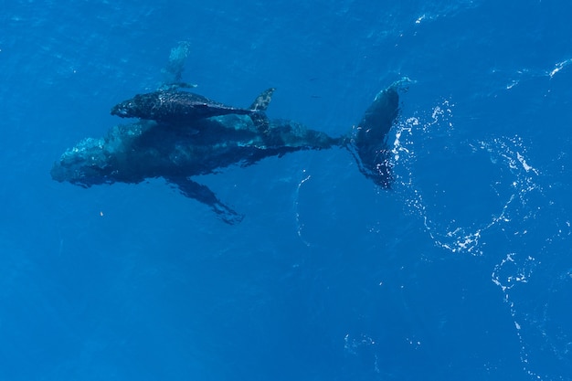 humpback-whales-swimming-aerial-view_181624-22504.jpg