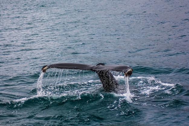 tail-large-fish-water_181624-1285.jpg