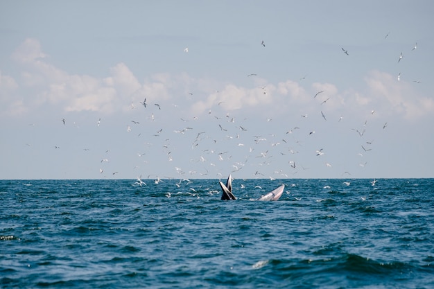 whale-sea_1150-11001.jpg